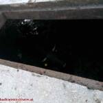 Kuh in Jauchengrube gefallen