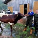 Kuh in Jauchengrube gefallen