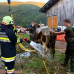 Kuh in Jauchengrube gefallen