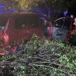 Fahrzeugbergung - PKW im Gebüsch