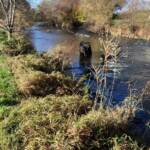 Kutschengespann landet in Lafnitz