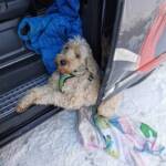 Hund in Schiebetüre eingeklemmt