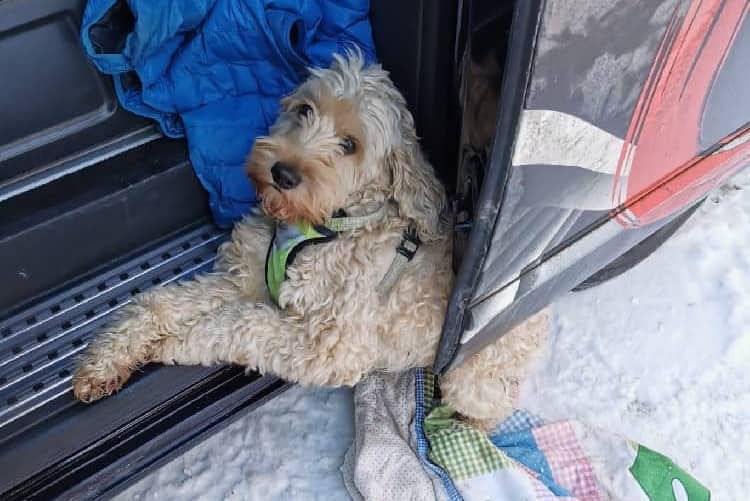 Hund in Schiebetüre eingeklemmt