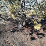 Wald- und Flurbrand Großmittel/Haschendorf