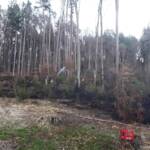 Wald- bzw. Wiesenbrand in Weiz