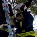 FF Wiener Neudorf: Feuerwehr rettet Kätzchen Nala