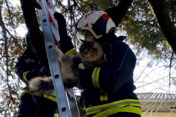 FF Wiener Neudorf: Feuerwehr rettet Kätzchen Nala