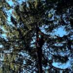 Absturz eines Paragleiters in Trofaiach