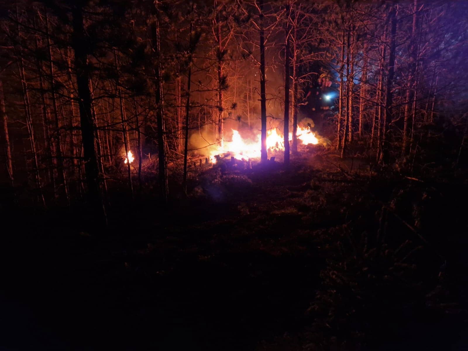 BFK Wr. Neustadt: Waldbrand in Neusiedl im Bereich Katzbach