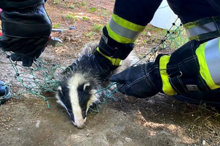 FF Klosterneuburg: Tierrettung – Feuerwehr rettet Dachs