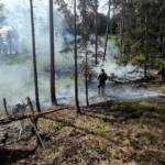 BFK Wr. Neustadt: Erneut Waldbrand am „Katzberg“ in Neusiedl