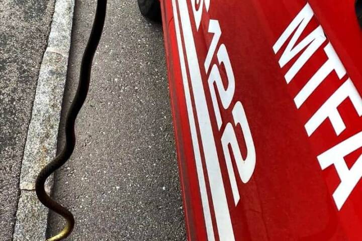 FF Kapfenberg-Diemlach: Tierrettung – Schlange in Garage