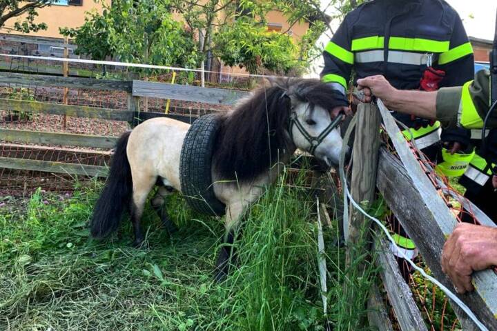BFV Deutschlandsberg: Kuriose Tierrettung in Pirkhof
