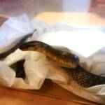 Feuerwehr rettet verletzte Schlange