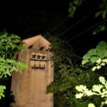 Baum auf Stromleitung führt zu Brand