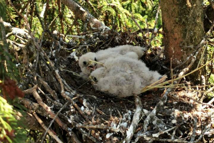BFV Deutschlandsberg: Tierrettung in Pichling b. Stainz