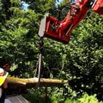 Fahrender PKW von Baum getroffen