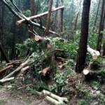 Kuriose Einsätze der FF Berndorf