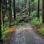 Kuriose Einsätze der FF Berndorf