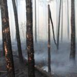 Waldbrandeinsatz Großmittel - Tag 2