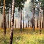 Waldbrandeinsatz Großmittel - Tag 2