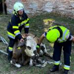 Tierrettung - Kuh in Bachbett
