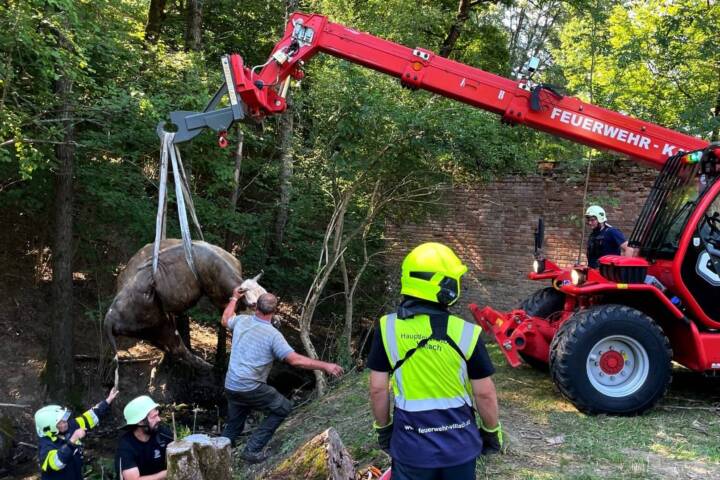 Tierrettung - Kuh in Bachbett