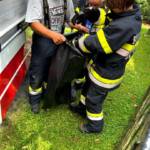 Schlangenrettung in Kresbach