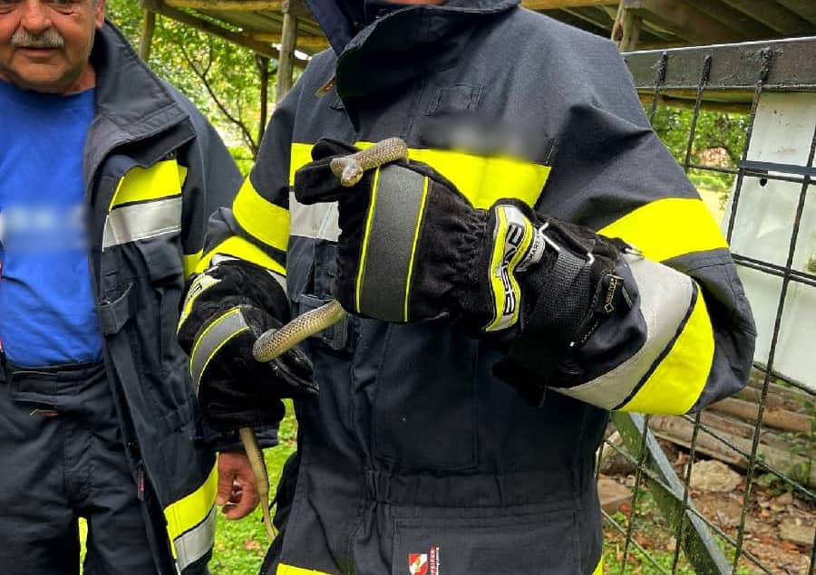 BFV Deutschlandsberg: Schlangenrettung in Kresbach