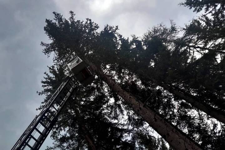 FF Althofen: Katze von Baum gerettet