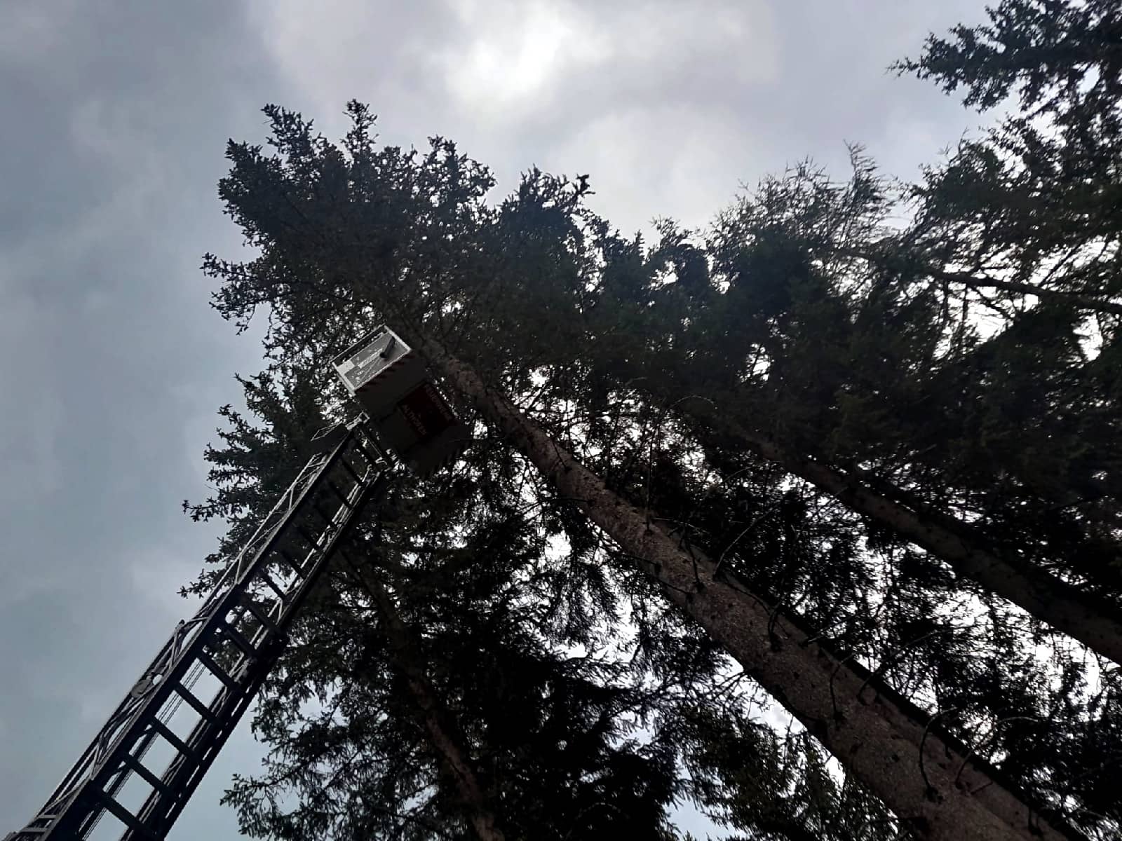 FF Althofen: Katze von Baum gerettet