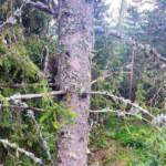 Katze von Baum gerettet