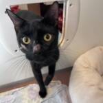 Mutterkatze und Kitten vor sicherem Tod gerettet