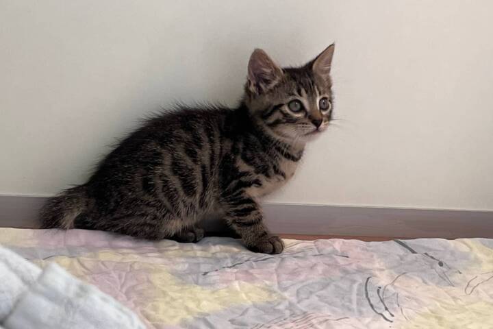 Mutterkatze und Kitten vor sicherem Tod gerettet