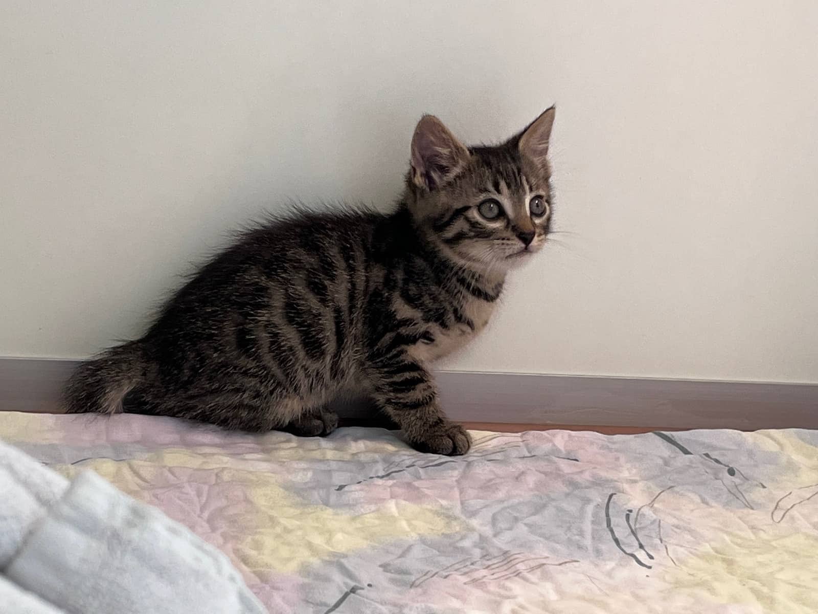 Mutterkatze und Kitten vor sicherem Tod gerettet