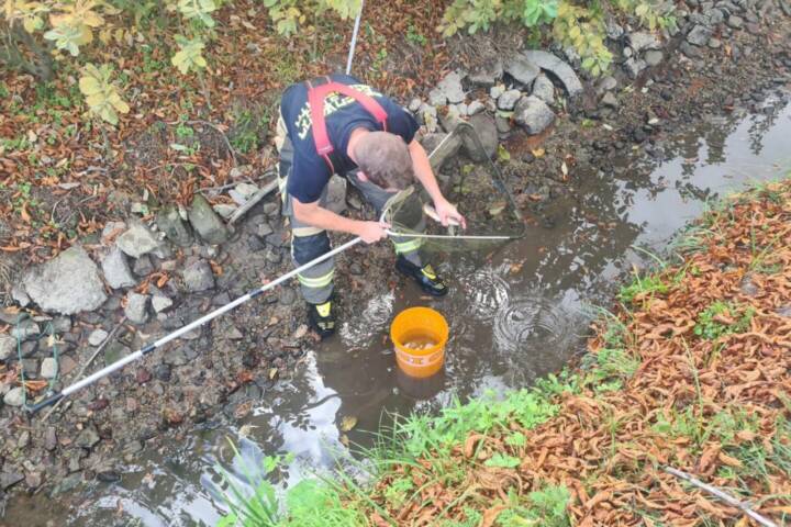 FF Ebenfurth: Stundenlanger Einsatz wegen Fischsterben