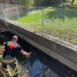 Stundenlanger Einsatz wegen Fischsterben