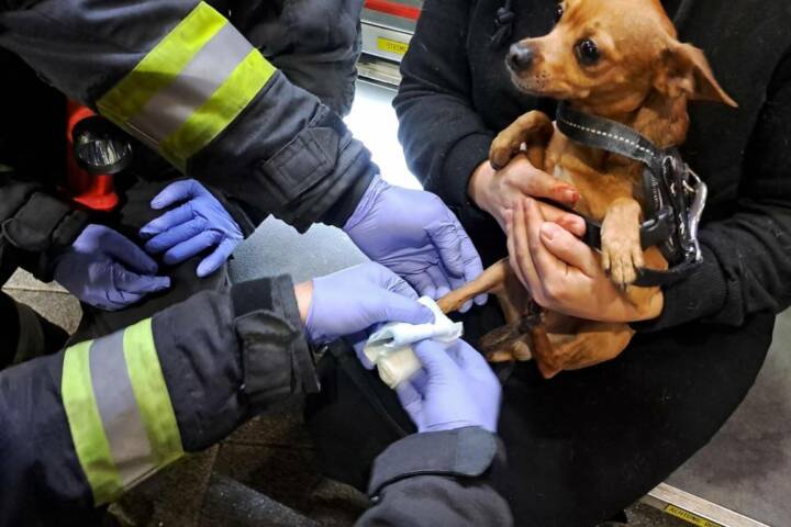 Rettung eines Hundes in Wien – Favoriten