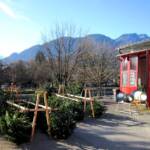 Christbaumverkauf bei der HFW Bad Ischl