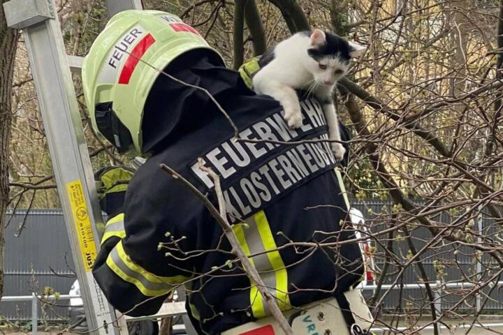 Feuerwehr rettet Katze vom Baum