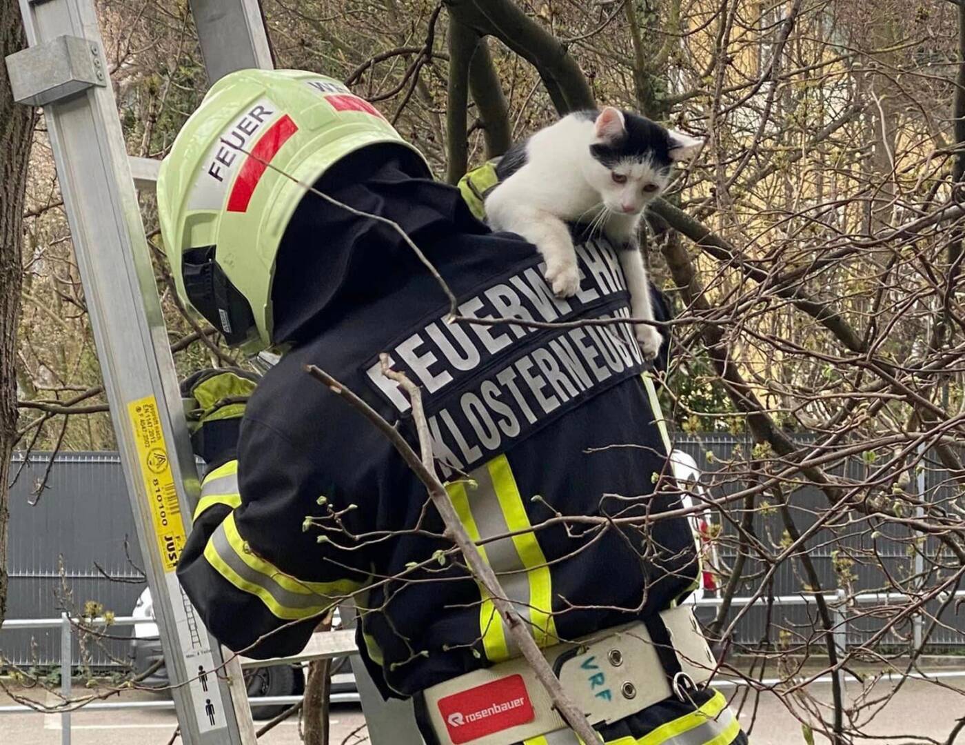 Feuerwehr rettet Katze vom Baum