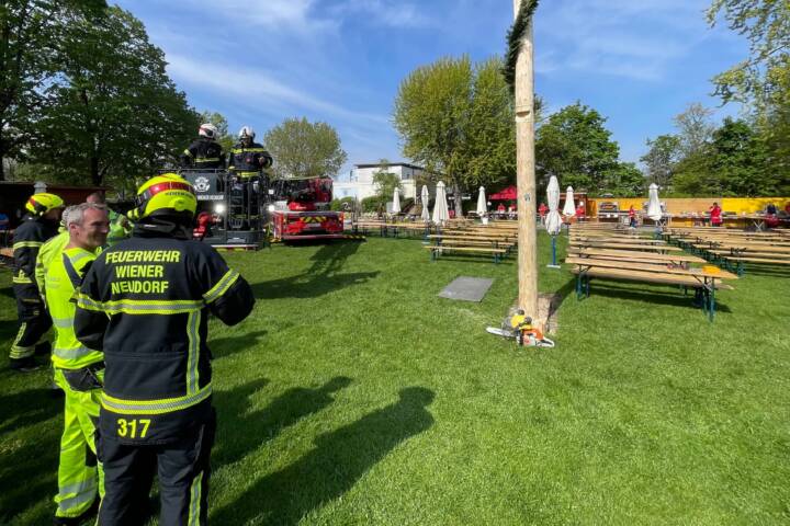 FF Wiener Neudorf: Wiener Neudorfer Maibaum angesägt