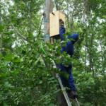 Sturmschaden - Baum umgestürzt, Hornissenvolk gerettet