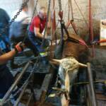 Stierrettung in Eisbach-Rein