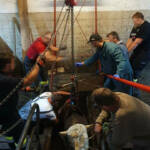 Stierrettung in Eisbach-Rein