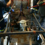 Stierrettung in Eisbach-Rein