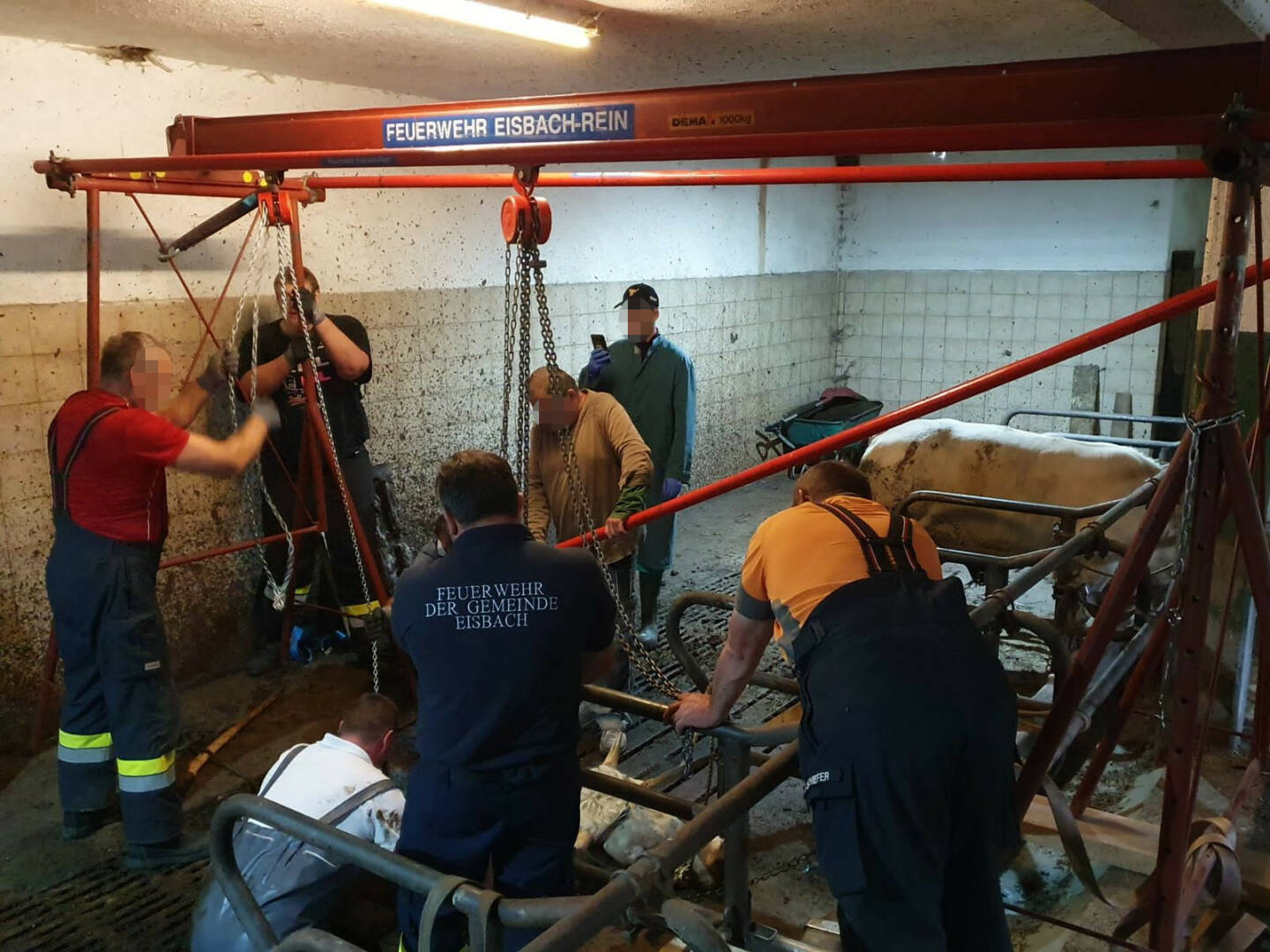 FF Eisbach-Rein: Stierrettung in Eisbach-Rein