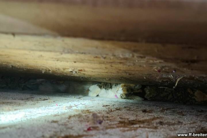 FF Breitenwaida: Katze zwischen Mauer und Hütte eingeklemmt