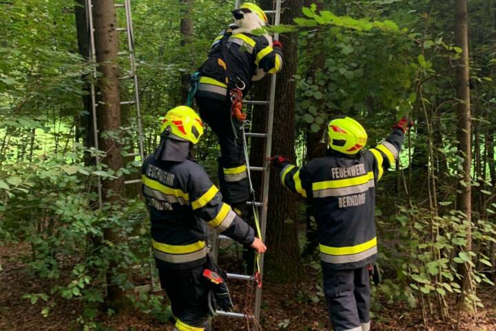 FF Berndorf: Tierrettung am Höllberg