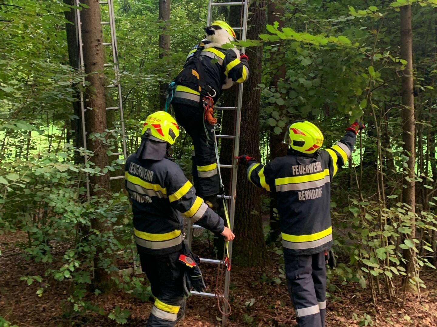 FF Berndorf: Tierrettung am Höllberg